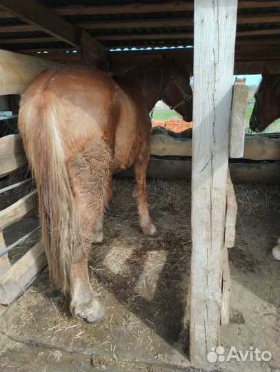 Лошади советский тяжеловоз