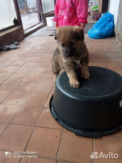 Щенок мальчик