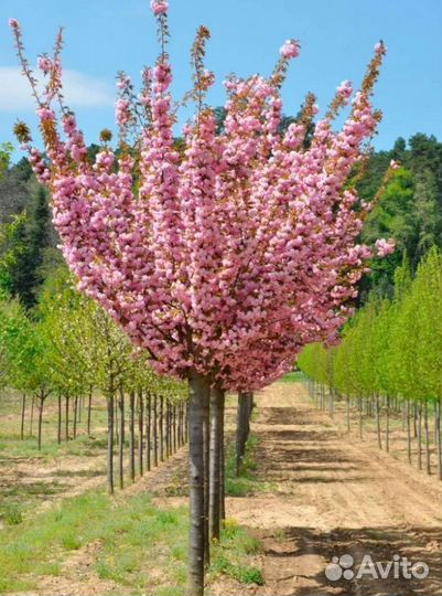 Саккура на штамбе