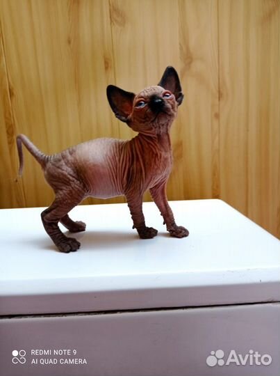 Канадский сфинкс