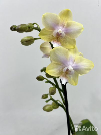 Орхидея парфюмерная