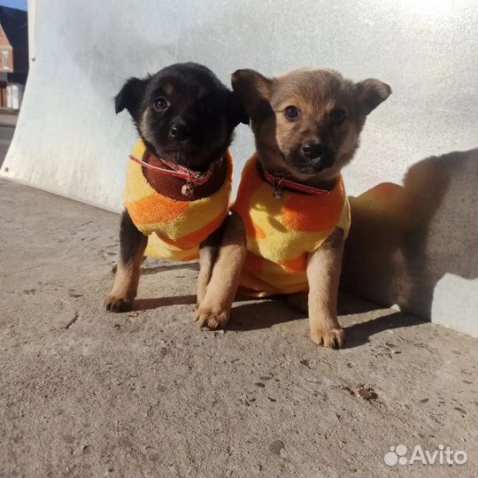 Щеночки девочки в добрые руки