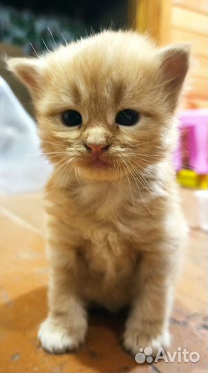 Котята
