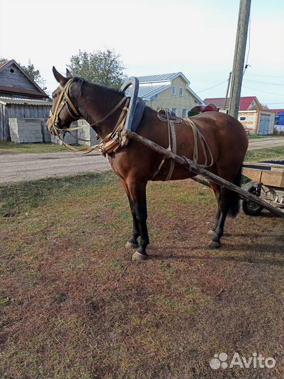 Обученная кобыла