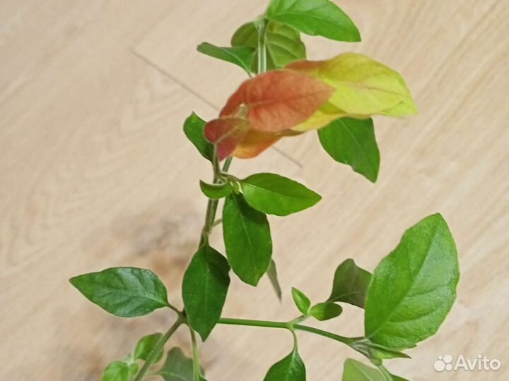 Белопероне