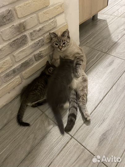 Котята в ответсвенные руки