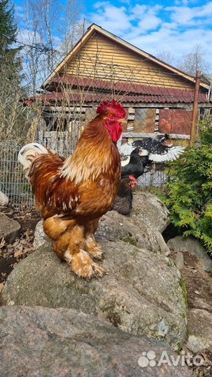 Петух кохинхин