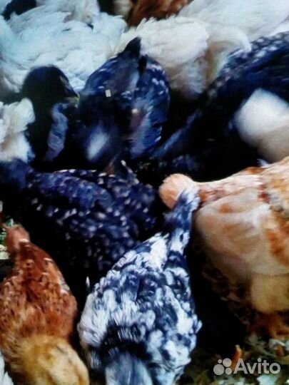 Цыплята подрощенные