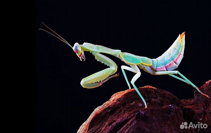 Богомолы из тропиков с отправкой по России