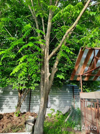 Маньчжурский орех