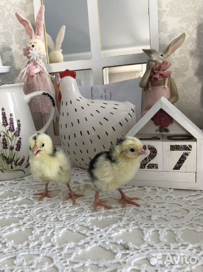 Цыплята 2 месяца (Бентамки и карликовый Кох
