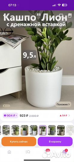 Замиокулькас