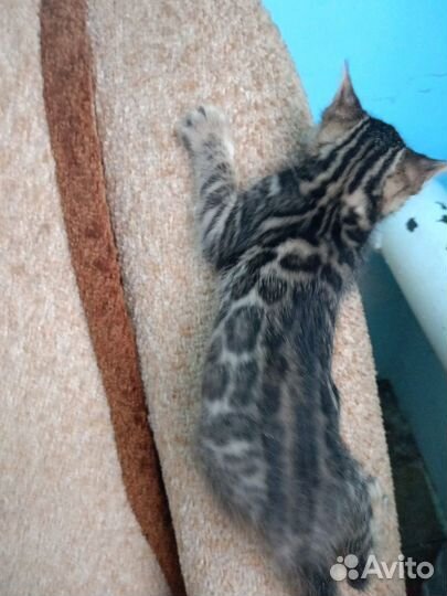 Котята бенгалы продажа