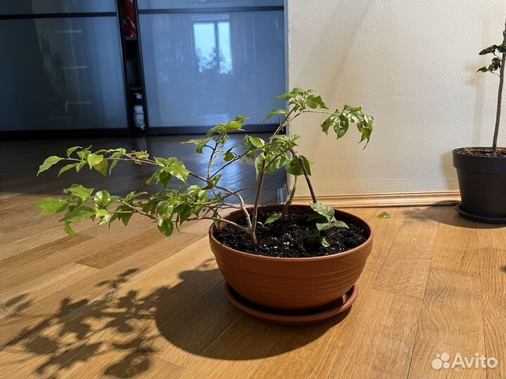 Бугенвиллия