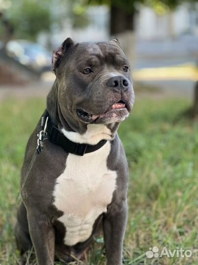 Американский булли вязка