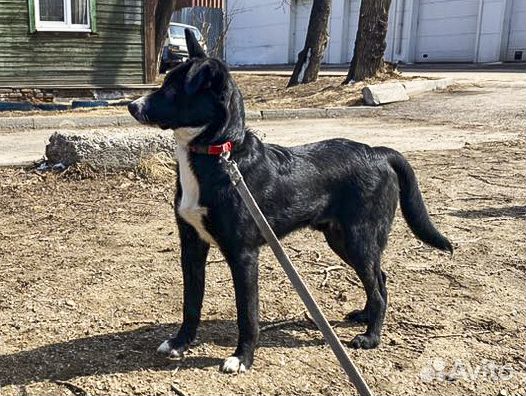 Привитый кастрат, подросток Максик в дар