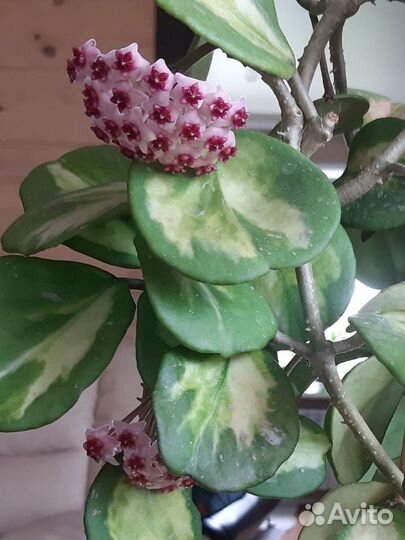 Хойя обовата вариегатная, макрофилла сплэш