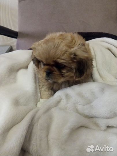 Щенки пекинеса