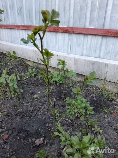 Роза ароматная