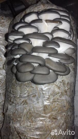 Грибные блоки