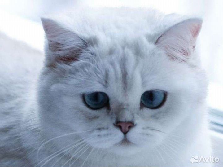 Синеглазая шотландская девочка