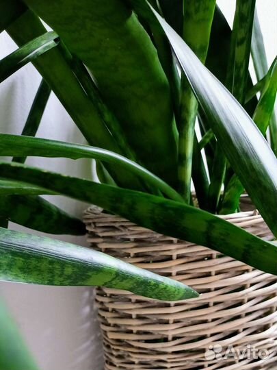 Сансевиерия высокая, черенки и растения в горшках