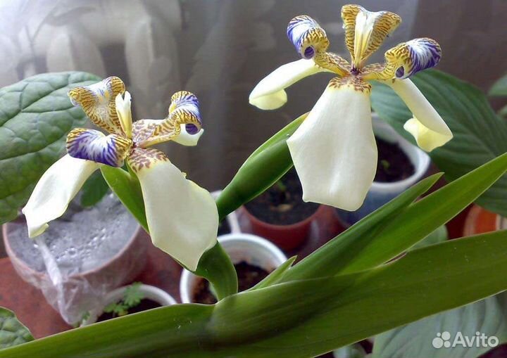 Неомарика стройная (Шагающий ирис)