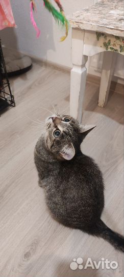 Кошка