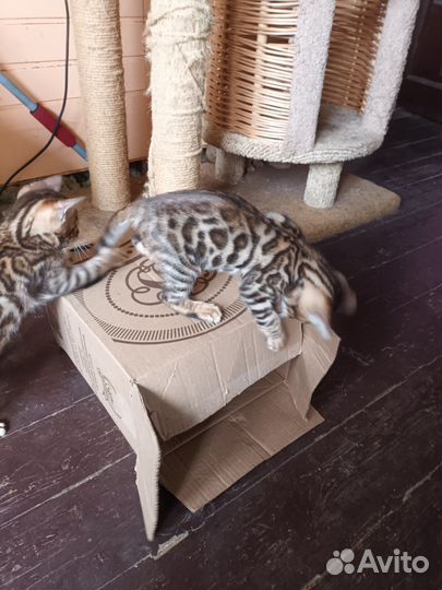 Бенгальская