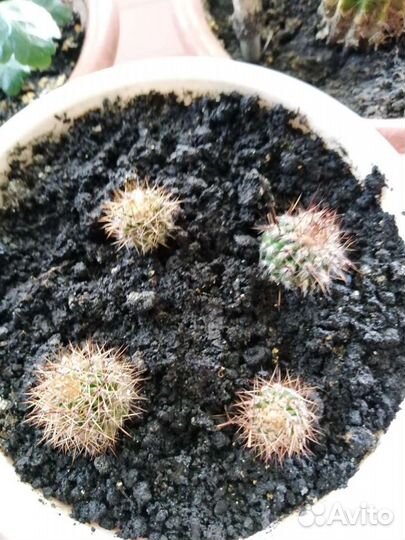 Кактус цветущий