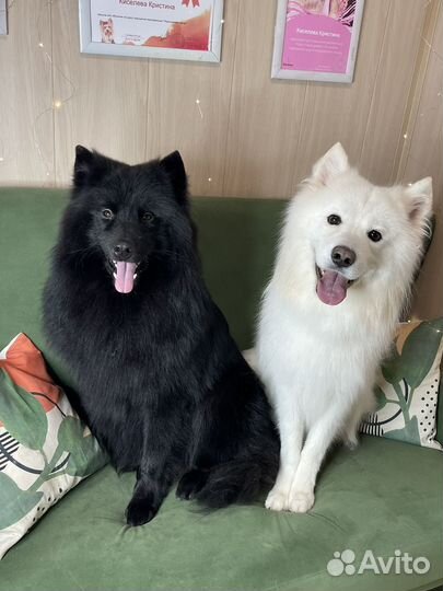 Экспресс линька, вычес, груминг