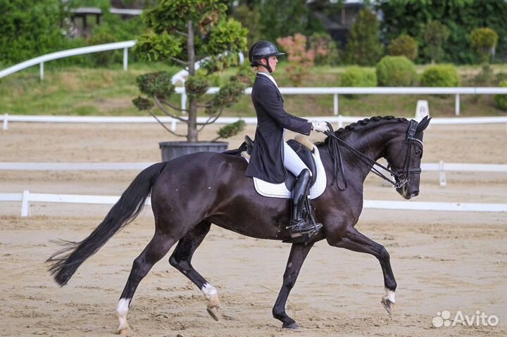 Выездковая кобыла от De Niro