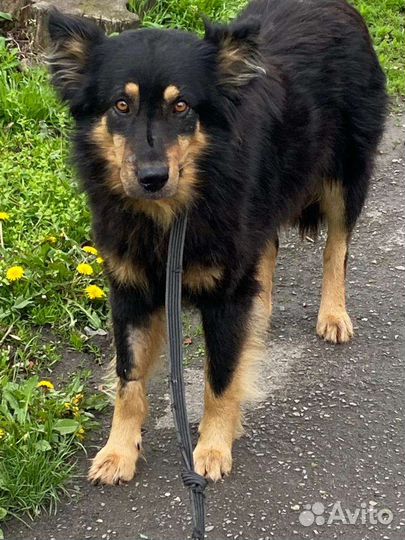 Зевса нашли в посадке