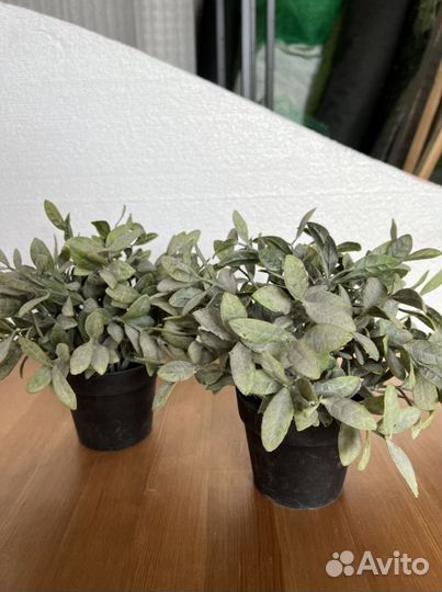 Икея Каланхоэ цветок растение IKEA