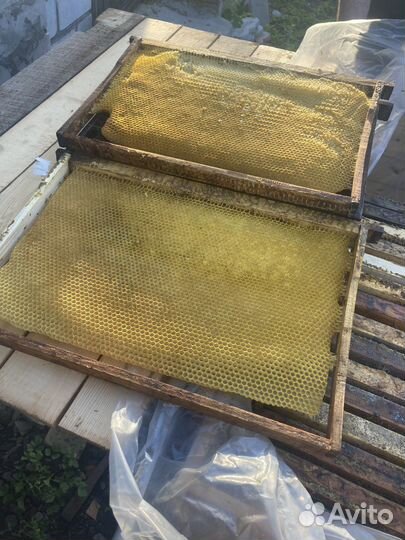 Сушь для пчел