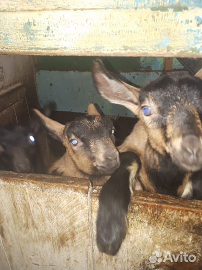 Козлята Чехи