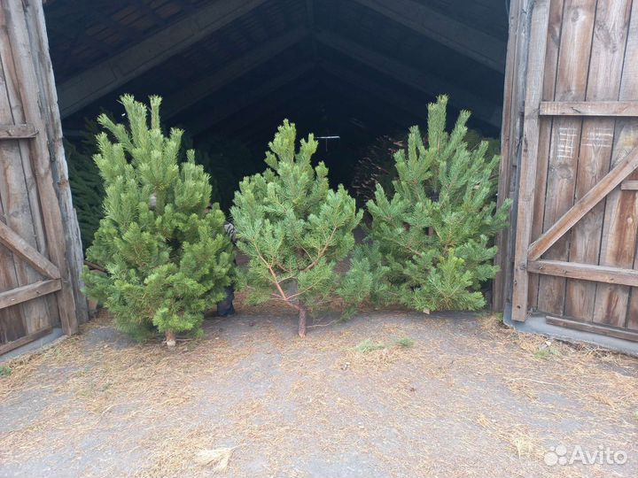 Сосна новогодняя оптом