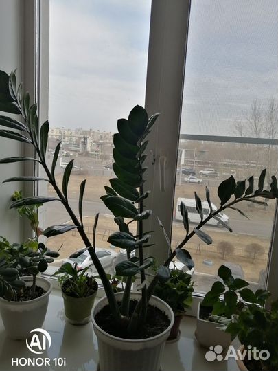 Замиокулькас, каланхоэ декоративный цвет фиолетовы