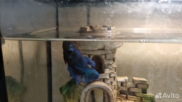 Аквариум с рыбками Петушок
