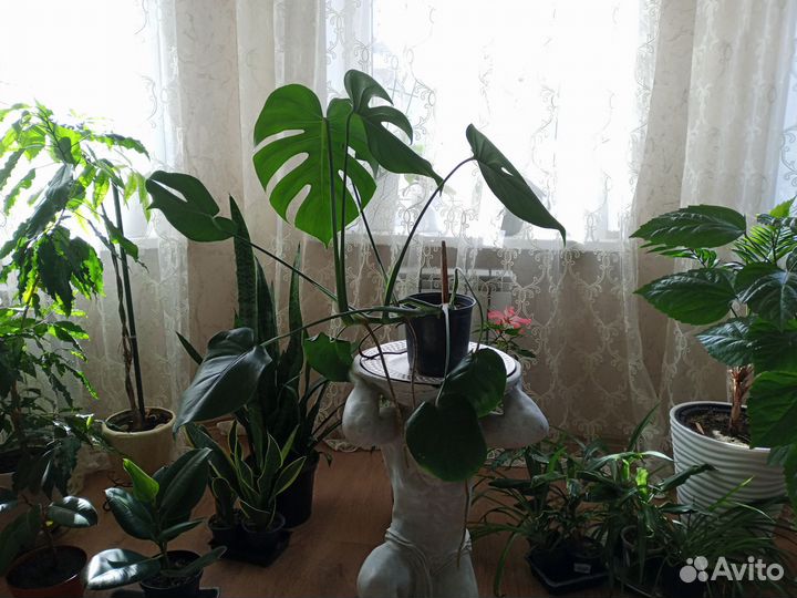 Комнатные растения