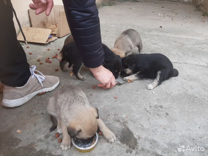 Щенки