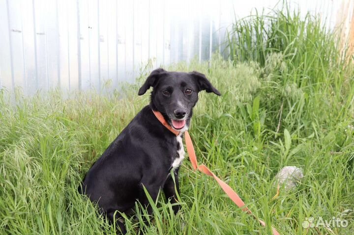 Собака в добрые руки отдам бесплатно