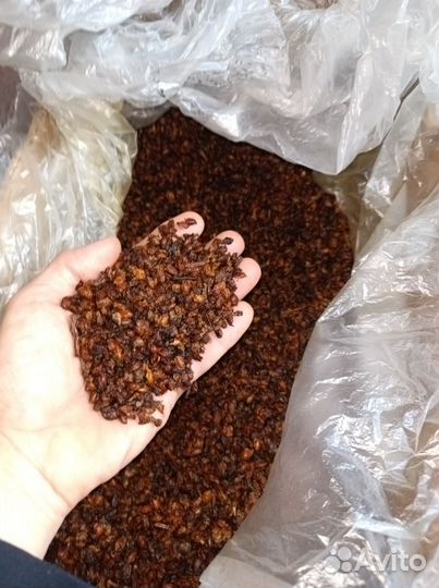 Облепиха сушеная