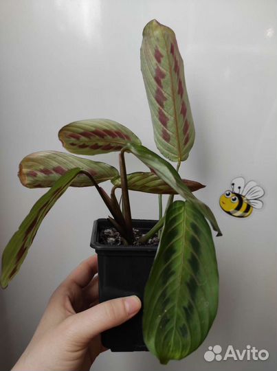 Маранта трехцветная