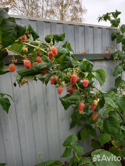 Продажа саженцев