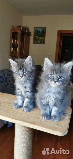 Котята мейн-кун