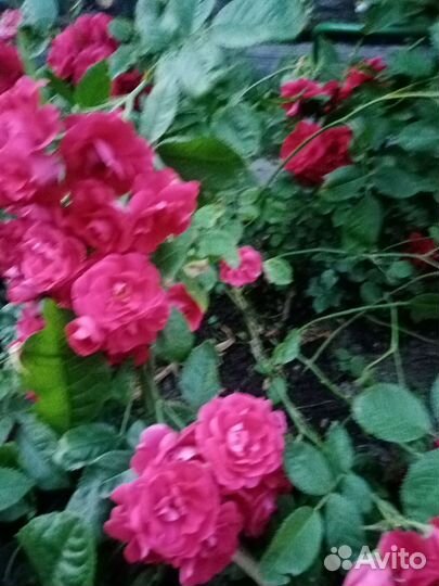 Саженцы роз кустовых