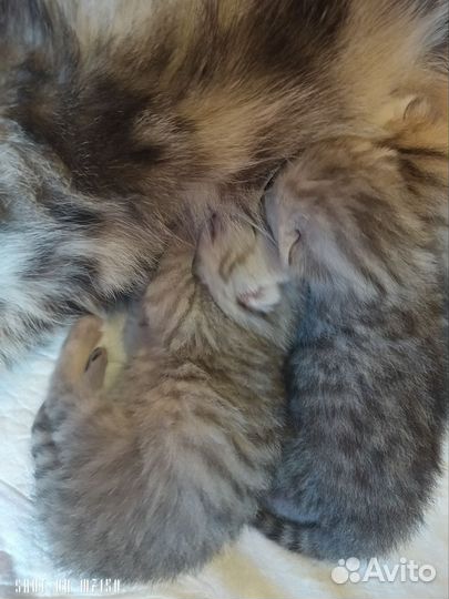Британские котята