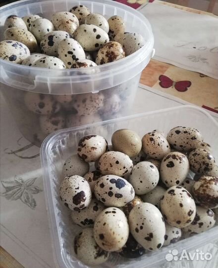 Яйца перепелиные домашние