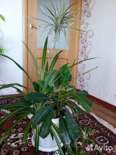 Комнатные цветы